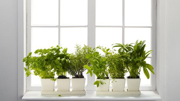 Herbs growing on a windowsill