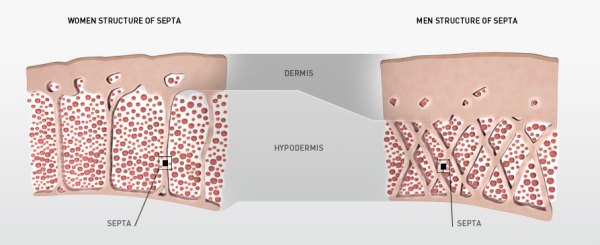 Skin connective tissue