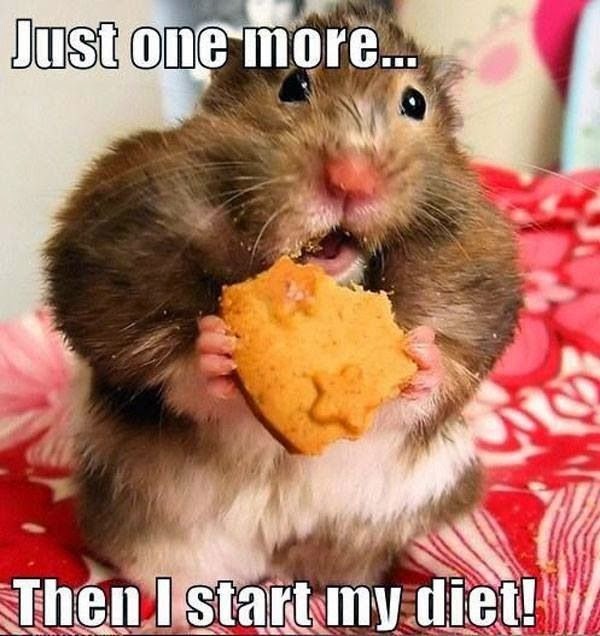 Hamster eating a cookie