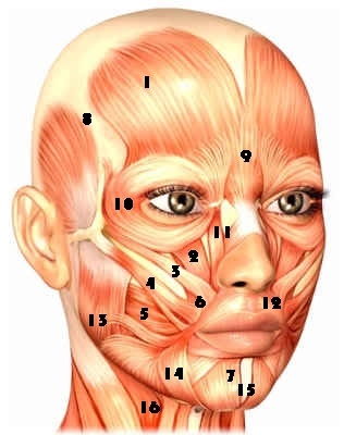 Face and neck muscles